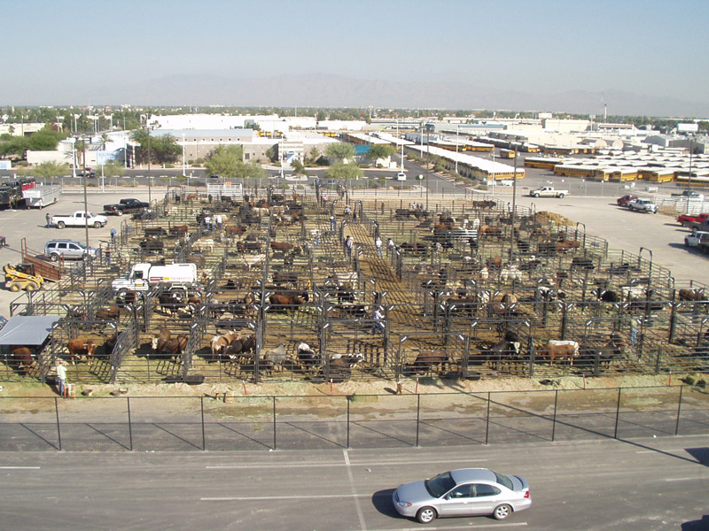 Rodeo Holding Pens 012.jpg